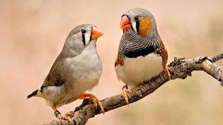 Round Shape Small Bird Food Perilla Seeds Type 100% Nature Featuring