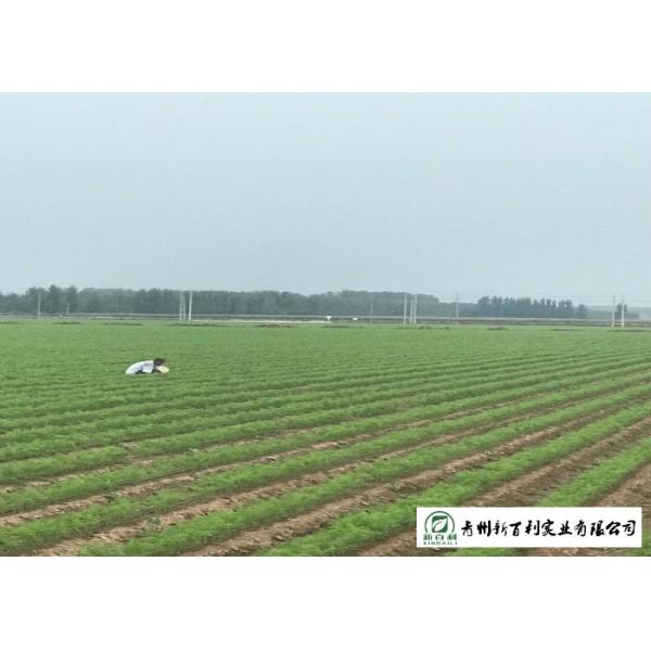 Japan Standard Fresh Organic Carrots Own Plantation Supply To Supermarket