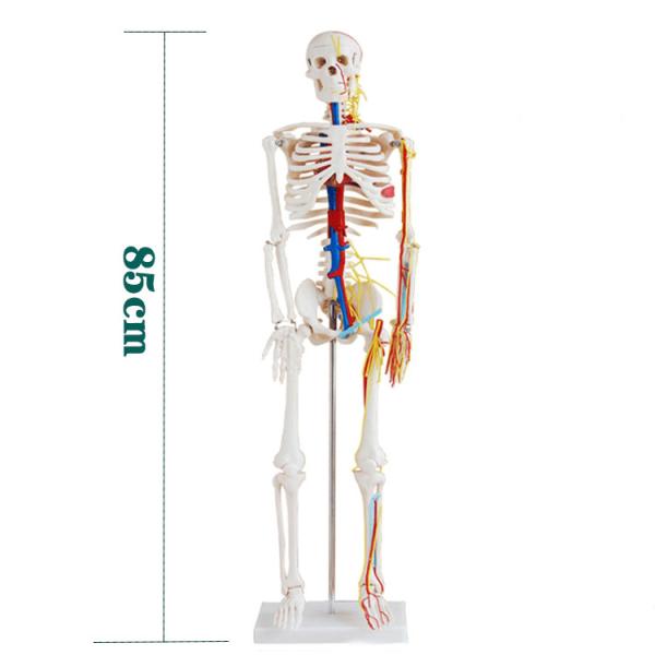 Medical Students 85cm Human Skeleton Model With Heart And Blood Vessels