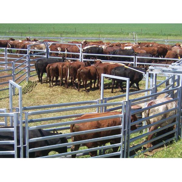 Heavy Duty Galvanized Stainless 1.8mx2.1m Cattle Yard Panel for Ranch