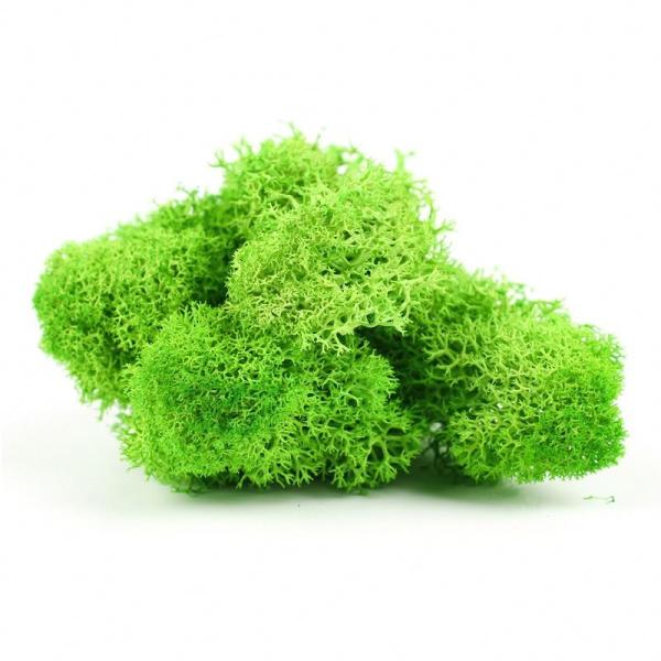 Stabilized Preserved Moss Balls , Luxury Dried Reindeer Moss Home Decor