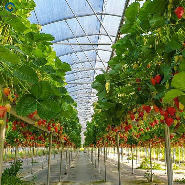 Multi Span Large Tunnel Greenhouse Strawberry Growing Automatic Greenhouse