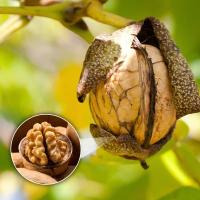 Preço mais baixo preço por grosso preço de fábrica Xinjiang Xingfu Nozes lavadas e não lavadas