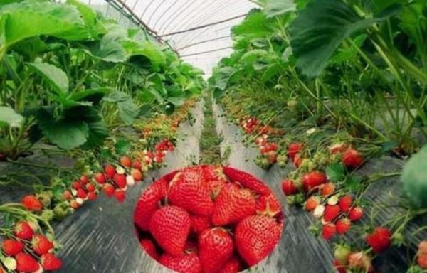PE plástico do mirtilo da morango do filme preto de prata da agricultura protetor