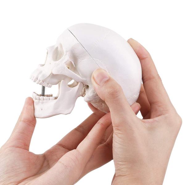 Human Medical Anatomical Adult Head Bone Mini Skull Model For Education