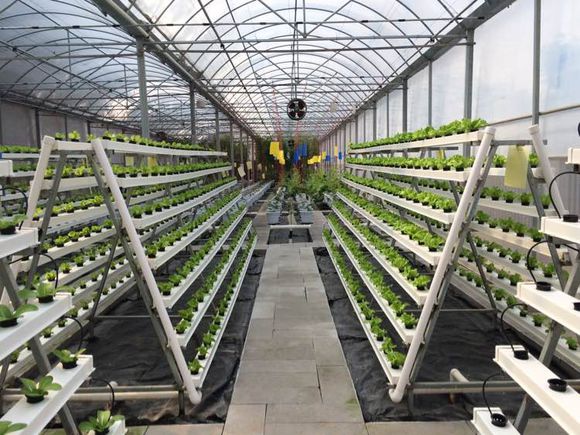 Transparent Greenhouse Strawberry Production , Anti Fog Plastic Film Greenhouse