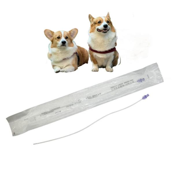 Dog Urinary Catheter Placement in Dogs Durable Solutions for Pet Care