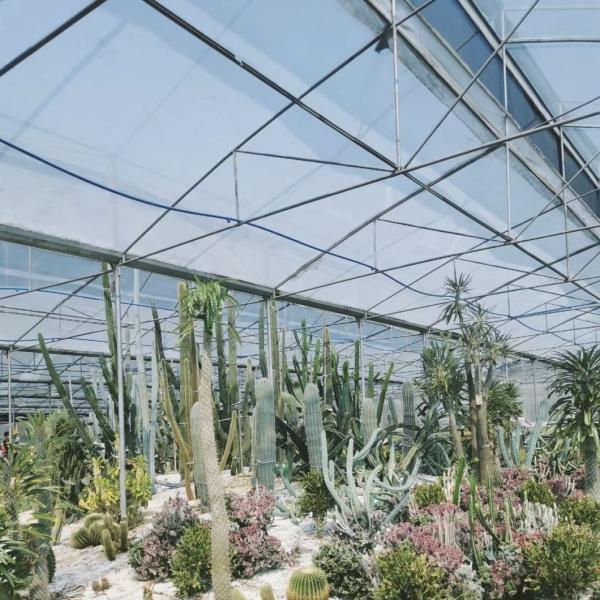 La culture de légumes hydroponiques avancés dans de grandes serres en verre