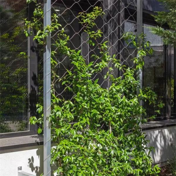 Stainless Steel Wire Rope Mesh 100*100mm Green Plant Climbing Trellis Wall Mesh for Garden