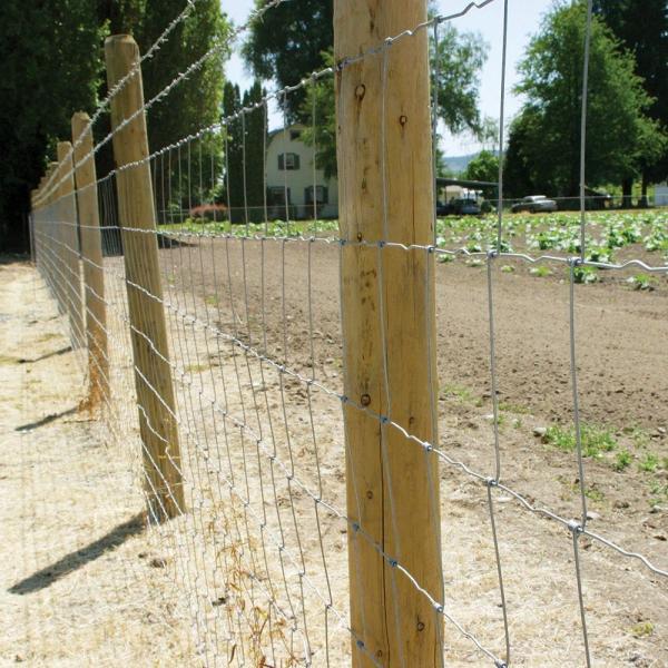 Боров живого запаса загородки лошади узла злаковика высокий растяжимый фиксированный для аграрного края