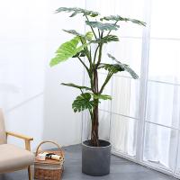 planta tropical artificial Monstera da folha do verde da árvore da altura de 175cm para a decoração da casa