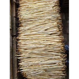 Natural Cultivation Adenophora Root and Adenophora Stricta Miq China Herbs for Nourishing and Dispelling with ISO9001 Certification