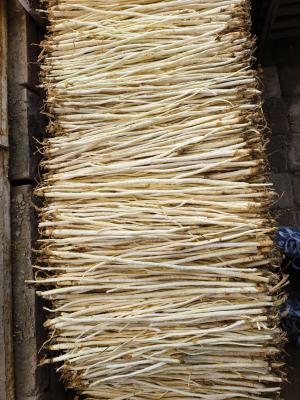 Natural Cultivation Adenophora Root China Herbs Adenophora Stricta Miq