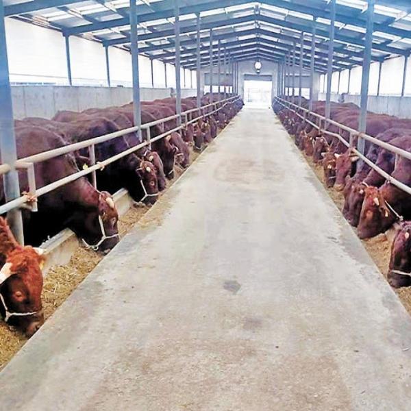 Prefab Steel Structure Warehouse , Metal Dairy Barn Building