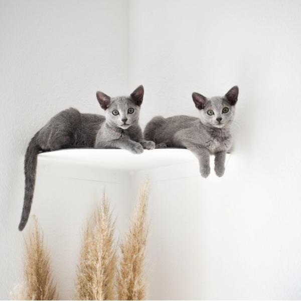 Современный металлический кошачий комната настенное сиденье с штамповыми частями установка настенная установка предварительная сверла