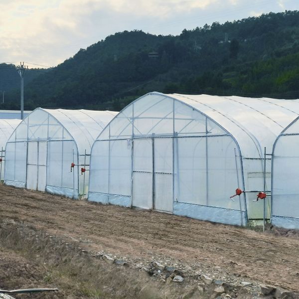 Agricultural Single Span Tunnel Green House Sprinkler Irrigation Lettuce Greenhouse For Farm