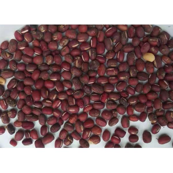 8.0 - 15.0T/H Capacity Bean Sorting Machine White Color HD Recognition