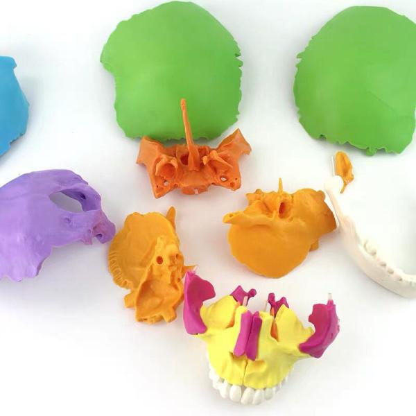 Adult Osteopathic Cranial Anatomical Skeleton Model Disarticulated Human Skull 22 Part