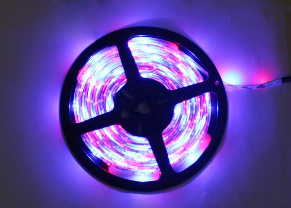 As luzes de tira impermeáveis do diodo emissor de luz de IP68 RGB mudam o diodo emissor de luz do PCS SMD5050 da cor 150
