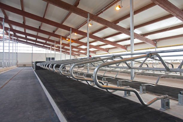 Hot-Dip Galvanized Steel Cattle Shed with Natural Ventilation and Customizable Design for Dairy and Beef Cattle