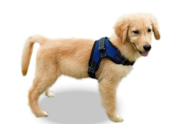Soft Breathable Dog Mesh Vest Harness For Puppies Small Medium Large Dogs