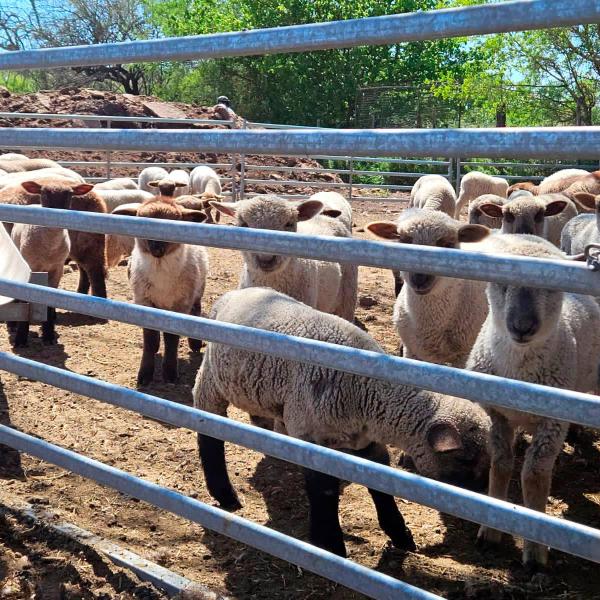 Livestock Sheep Panel Fence Sheep Pen Panel Sheep Yard Panels