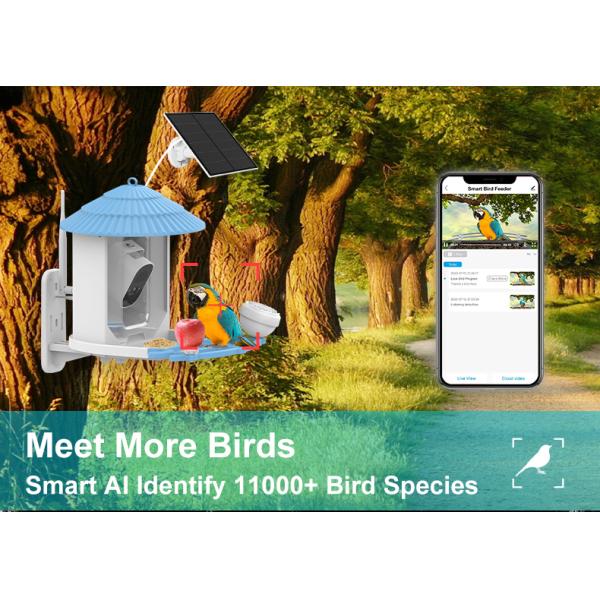 IP66 impermeable 4MP Smart Bird Feeder 2.5L Vida silvestre cámara inteligente para pájaros