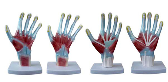 Categories Detailed Anatomy Structures 3D Biological Normal Flat and Arched Foot Models