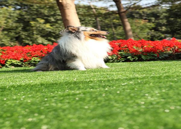 Alto densidade ajardinando de vista natural do relvado artificial do animal de estimação Eco-amigável