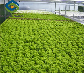 PVC Gutter Soilless Culture Hydroponic Lettuce Greenhouse Anti Corrosion