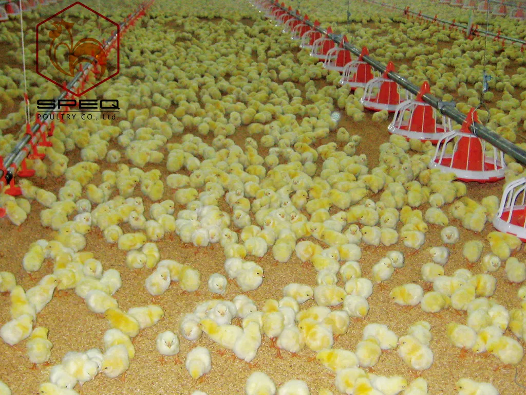 Quick Cleaning Automatic Pan Feeding System For Broiler Poultry Farms