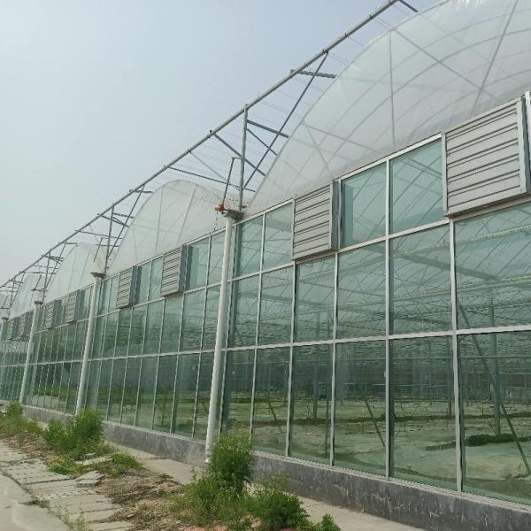 Modular Estufas Agrícolas Para Venda Cúpula Roof Cover Film Side Cover Multi Span Pepino Alface Crescimento