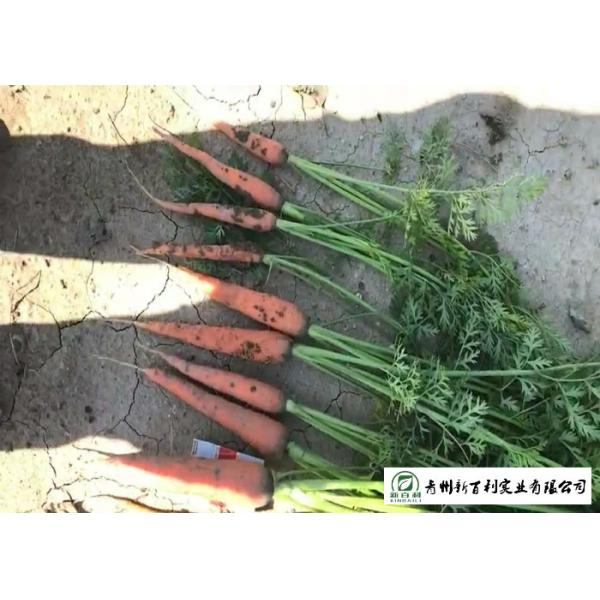Japan Standard Fresh Organic Carrots Own Plantation Supply To Supermarket