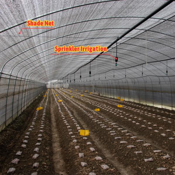 Mushroom Growing Black White PEP Mushroom Farm Greenhouse Agricultural Greenhouse