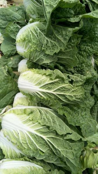 Eco Friendly Organic Chinese Cabbage For Restaurant No Pesticide