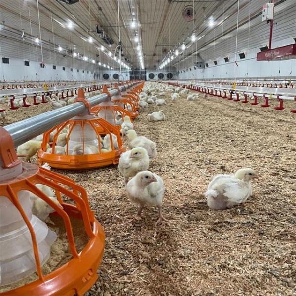 簡単に組み立てられる 50年以上の寿命の鋼製の鶏棚