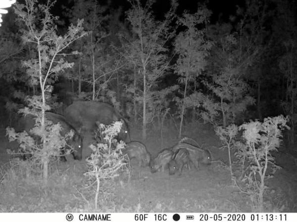 Trail Camera ODM/OEM KW571 impermeável IP67 Sensor CMOS sem brilho 30MP foto 1080P 0,25s velocidade de gatilho visão noturna