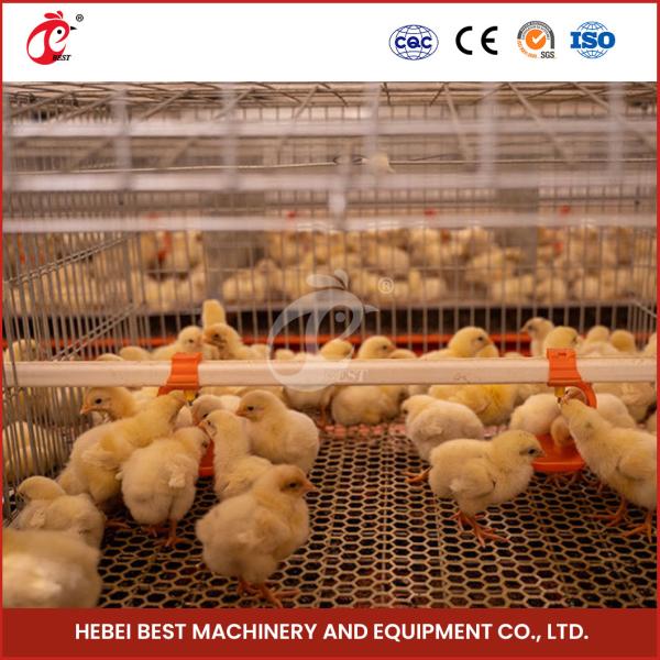 ISO14001 Certified Automatic Broiler Chicken Cage System 25 Years Long Lifespan Star