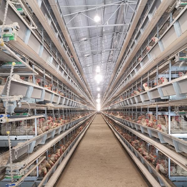 3-8 as séries encerraram a galinha que coloca a gaiola dos ovos, GV automatizaram o sistema da gaiola de bateria para camadas
