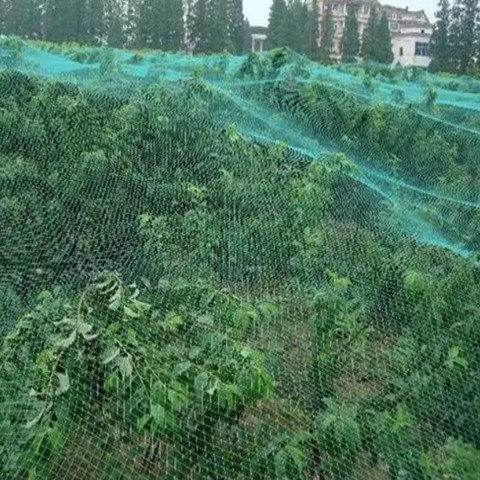 Green Knitted Anti Bird Netting For Fruit Trees Orchards Protection