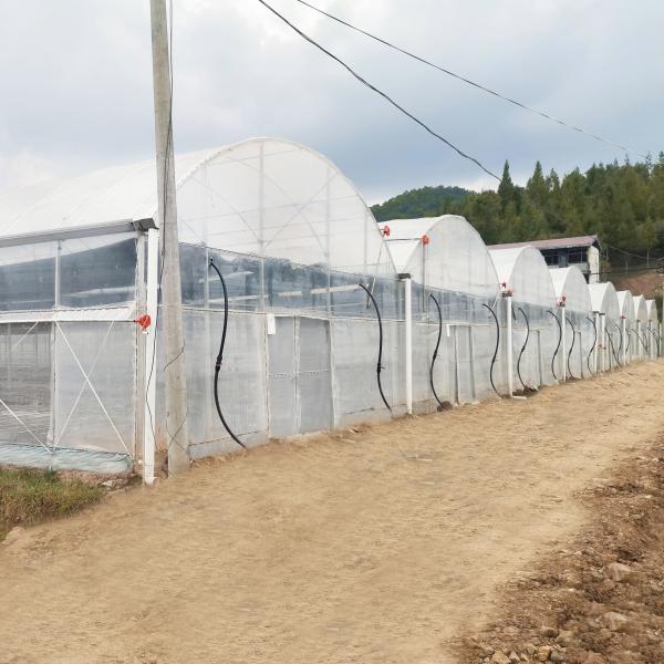 Os projetos Turnkey instalaram estufas agrícolas do Multi-período hidropônico comercial da casa verde de filme plástico