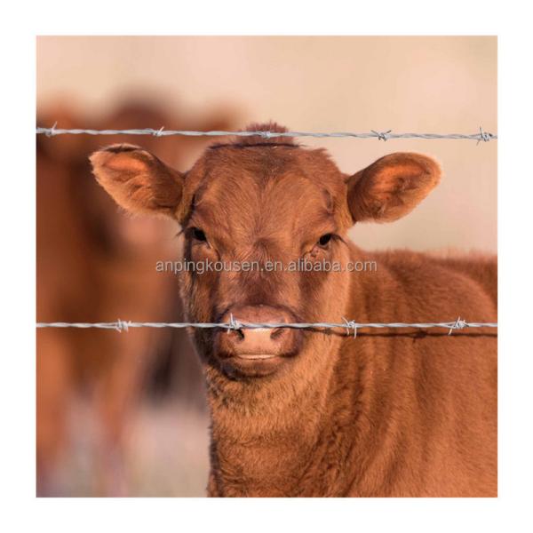 Galvanized/PVC Coated Barbed Wire Mesh for Protection of Grassland Boundary on Railway
