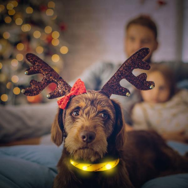 Coleira de cão recarregável do diodo emissor de luz de Nyon USB com curvatura 4-6 horas de horário laboral