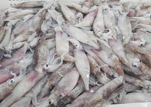 Frozen Loligo Squid Whole Round Bqf Chinese Ocean Vessels Freshness No Additives