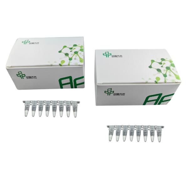 Kit de Amplificação de ARN liofilizado abaixo de 20 graus