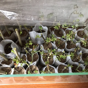 Nursery Growing Bags Large, 7.8x8.6 inches Biodegradable Fabric Seedling Grow Bag, Seed Starting Pots Pouches