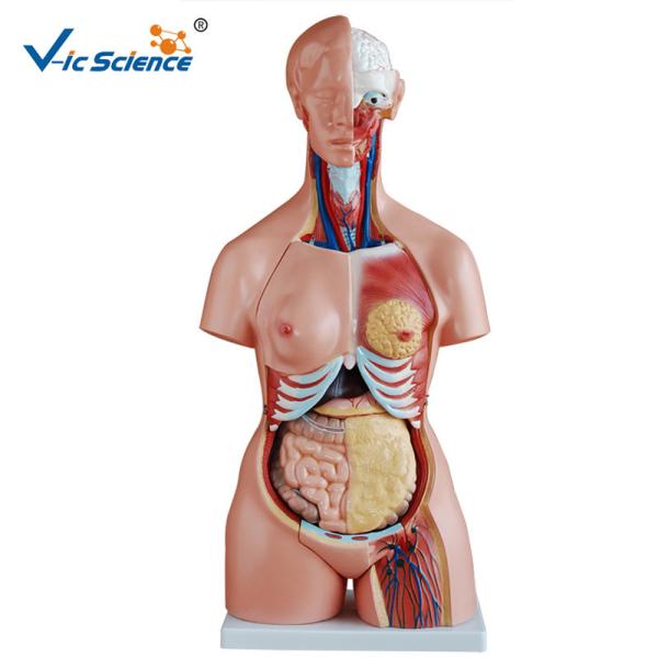 High Performance 85cm Human Torso Skeleton Unisex Torso 23 Parts VIC-204