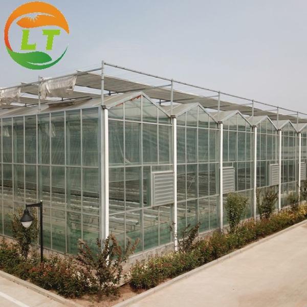 3m Height Large Glass Greenhouse for Tomato Planting in Skeleton Design Customized