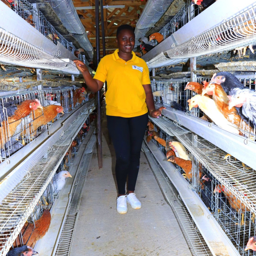 Hot-Dip Galvanized Steel Broiler Cage System with 50-Year Warranty and Automatic Feeding System for Poultry Farming