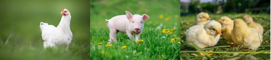 Feed Additive Lipase Powder 50,000 U/G-300,000U/G